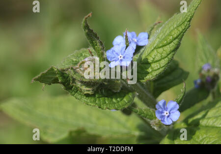A flowering Pentaglottis sempervirens ,green alkanet, evergreen bugloss, or alkanet plant growing in the wild in the UK. Stock Photo