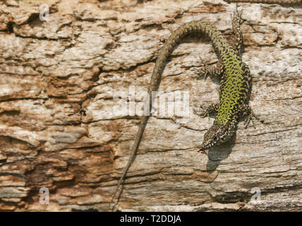 A beautiful male Wall Lizard (Podarcis muralis) basking in the sun on a wooden log on the isle of Wight. Stock Photo
