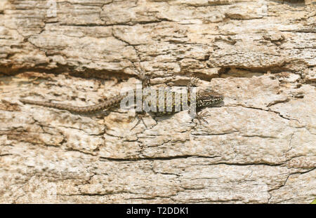 A beautiful Wall Lizard (Podarcis muralis) basking in the sun on a tree trunk on the isle of Wight. Stock Photo