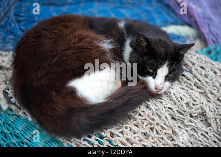 Cat sleeping in fishing village, Morocco Stock Photo