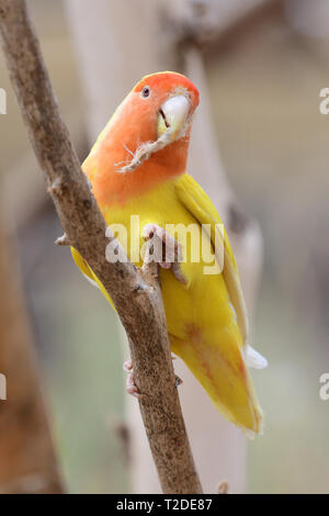 Portrait of a lutino peach face love bird (agapornis rosiecollis) perching in a tree Stock Photo