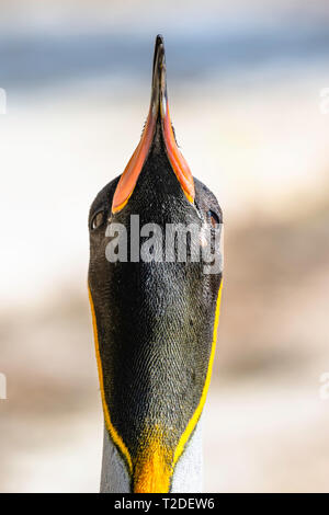King penguin lifting head up.Front, close up portrait of majestic colourful, flightless bird.Wildlife photography.Bright and vibrant animal head image. Stock Photo