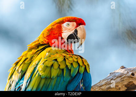 Scarlet macaw parrot perching on branch and looking in camera.Blurred blue sky in background.Beautiful, large and colourful tropical bird.Wildlife.