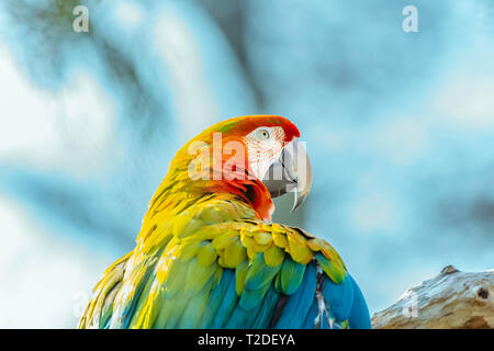 Scarlet macaw parrot perching on branch.Blurred blue sky in background.Beautiful, large and colourful tropical bird.Wildlife photography.Vibrant color.