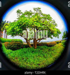 Fisheye view of a single green tree and ground cover. Stock Photo