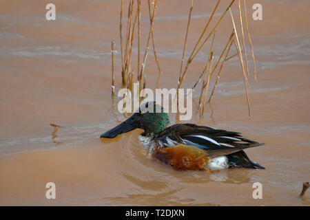 Male Northern Shoveler Swimming in a Pond and Looking for Food Stock Photo