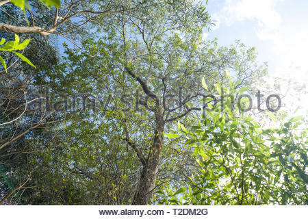 Sandalwood Tree, commonly called 'iliahi, are endemic to ...