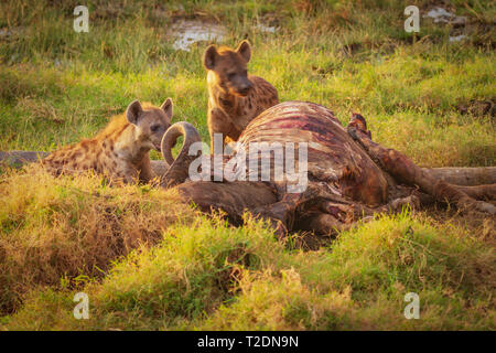Two spotted hyena hyenas Hyaenidae scavenge feed on dead buffalo kill carcass Lake Nakuru national park Kenya East Africa motion blur vicious bloodied Stock Photo