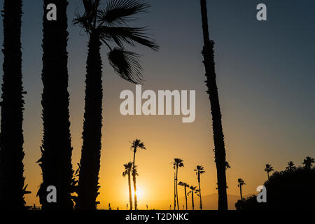 Palm trees lining the Venice Boardwalk in Los Angeles, California. Stock Photo