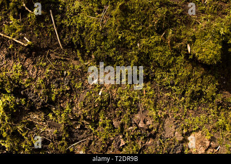 Moss Covered Tree Texture, Close Up Stock Photo