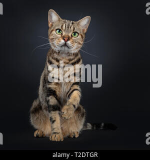 Cute and excellent brown tabby American Shorthair cat sitting facing front. Looking straight in camera with green yellow eyes. One paw up like shaking Stock Photo