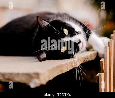 A Black and White Cat relaxing in a Garden. Stock Photo