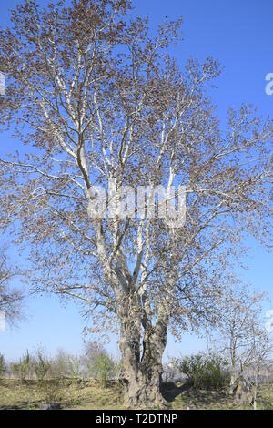 Earrings flowering silver poplar. Flowering poplar in March and April ...