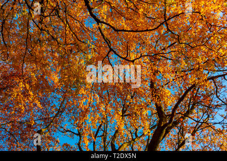 Golden Yellow leaves on trees in Autumn Stock Photo