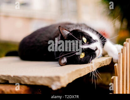 A Black and White Cat relaxing in a Garden. Stock Photo