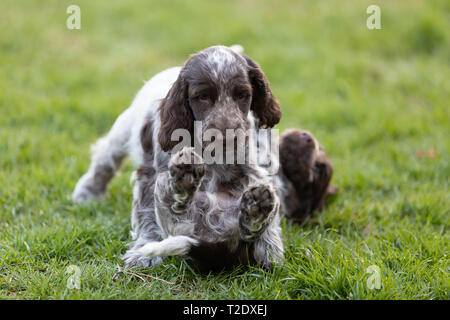 English Cocker Spaniel caring female mother with two playful small puppies, outdoor on garden. Stock Photo