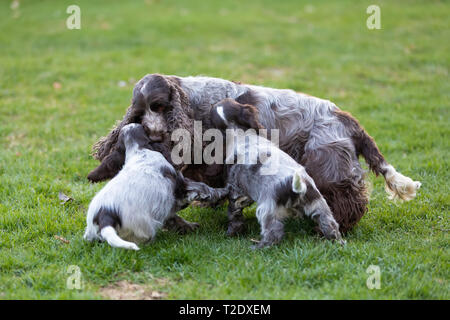 English Cocker Spaniel caring female mother with two playful small puppies, outdoor on garden. Stock Photo