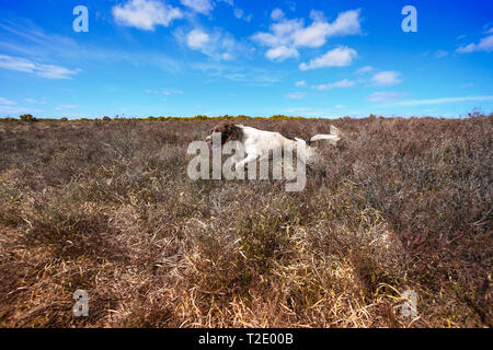 An English Springer Spaniel runs and springs across heathland playing and hunting for birds. Springer spaniels have a huge drive to chase birds. Stock Photo