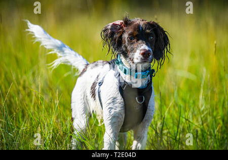 A wet bedraggled  English Springer Spaniel puppy amongst the reeds after play hunting birds through water. Stock Photo