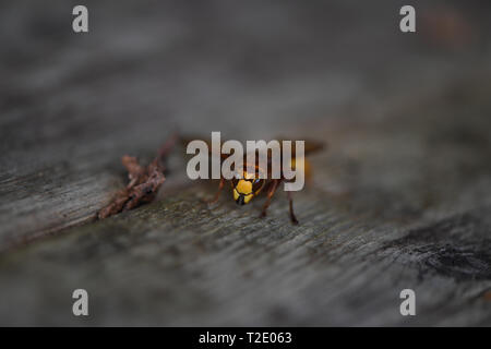 A Hornet sits on garden decking Stock Photo