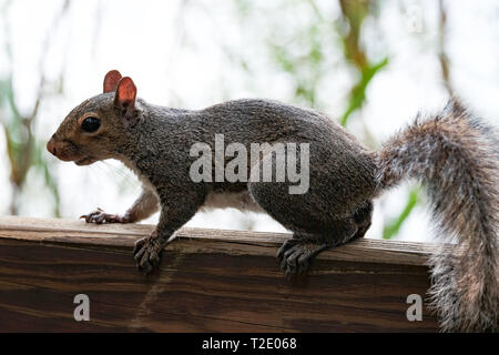 A close-up of a grey squirrel on a garden fence  in Florida USA. Stock Photo