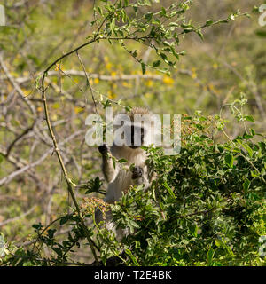 A single adult Vervet monkey sitting in undergrowth, feeding on shoots,Lewa Wilderness,Lewa Conservancy, Kenya, Africa Stock Photo