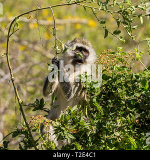A single adult Vervet monkey in undergrowth, reaching up and feeding on shoots,Lewa Wilderness,Lewa Conservancy, Kenya, Africa Stock Photo