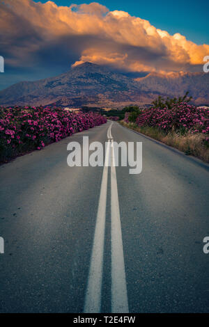 Empty beautiful and scenic road surrounded by big beautiful oleander flowers with the Saos mountain peak in the background with a big cloud formation  Stock Photo