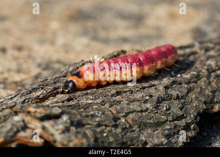 Larva of a goat moth (Cossus Cossus) on the bark of a tree Stock Photo