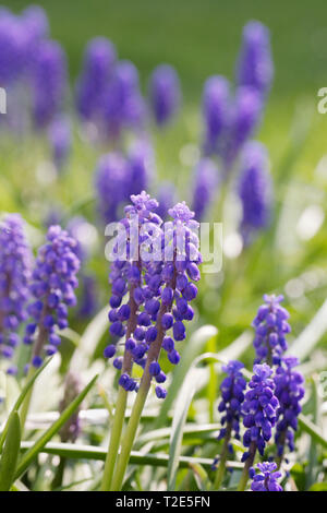 Muscari armeniacum. Grape hyacinths in the garden. Stock Photo