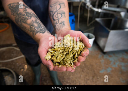 tattooed hands holding hops in a brewery - derbyshire brewing company Stock Photo