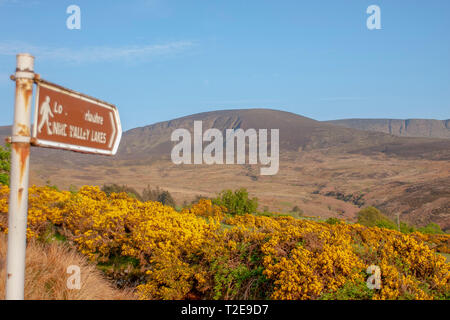 Yellow gorse on a sunny day with blue sky in late spring beond a sign for Nire Valley Lakes in Comeragh Mountains, County Waterford, Munster, Ireland. Stock Photo