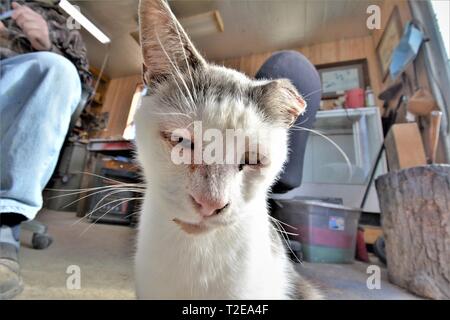 Cat in Whitehaven Port in Maryland, Homed strays Stock Photo