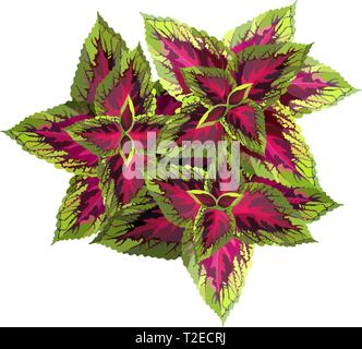 The burgundy with yellow coleus on white background, vector illustration Stock Vector