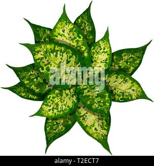 Dieffenbachia or dumbcane on white background in flower pot top view Stock Vector