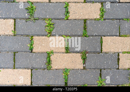 Beautiful background of multi-colored tiles. Stock Photo