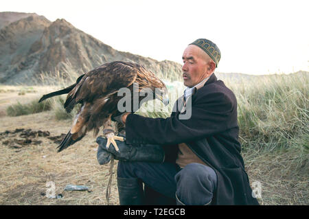 bayan Ulgii, Mongolia, 1st October 2015: kazak eagle hunter feeding and petting is precious bird Stock Photo