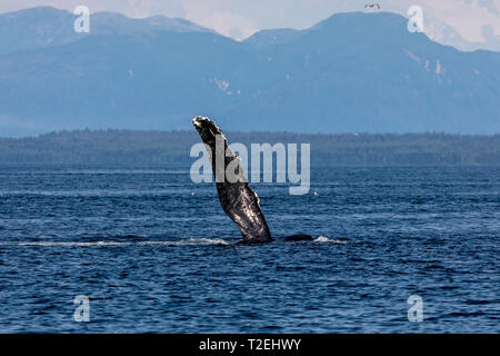 Humpback Whale (Megaptera novaeangliae) waving its flipper in Icy Strait, Inside Passage, Alaska Stock Photo