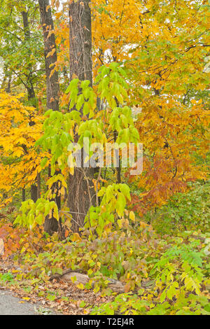 Poison ivy in the undergrowth keeps us out, but we can still enjoy the view. Autumn foliage at St. Louis Forest Park in October. Stock Photo