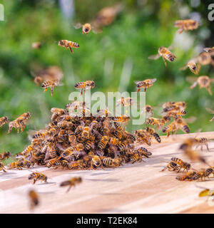 swarm of bees around a dipper soaked in honey in apiary Stock Photo