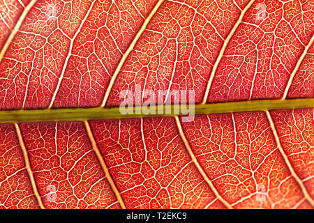 red young leaves of mango closeup. abstract background of surface leaf macro Stock Photo