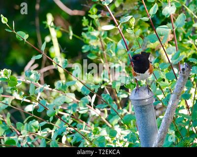 Adult male Spotted Towhee, Pipilo maculatus, perched on metal fence post near lush thicket, Ojai, California, USA Stock Photo