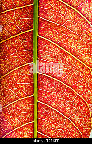 red young leaves of mango closeup. abstract background of surface leaf macro Stock Photo
