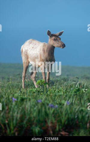 A young elk browses in a meadow flecked with purple iris on a morning of mixed sun and fog Stock Photo