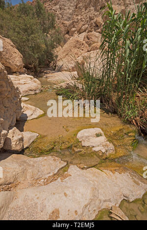 Oasis Pool in the Desert in Ein Gedi Reserve in Israel Stock Photo