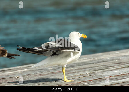 2019, January. Florianopolis, Brazil. A sigle seagull at the Conceicao Lagoon. Stock Photo