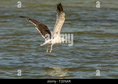 2019, January. Florianopolis, Brazil. A seagull flying at the Conceicao Lagoon. Stock Photo