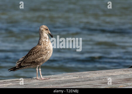 2019, January. Florianopolis, Brazil. A sigle seagull at the Conceicao Lagoon. Stock Photo
