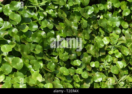 Background of Water Pennyworts. Stock Photo