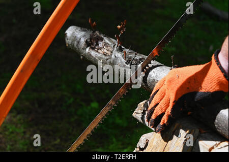 A hand saw being used to saw a large branch for firewood, held by a hand in an orange glove Stock Photo
